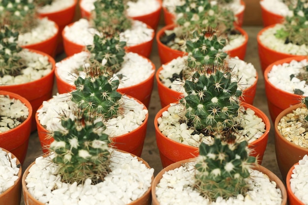 Varios pequeños cactus o suculentas plantas verdes en macetas de colores.