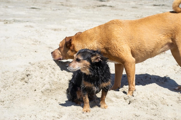 Varios perros jugando en el agua nadando en la playa de perros