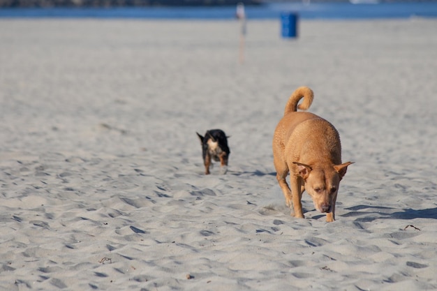 Varios perros jugando en el agua nadando en la playa de perros