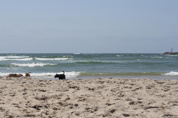 Varios perros jugando en el agua nadando en la playa de perros