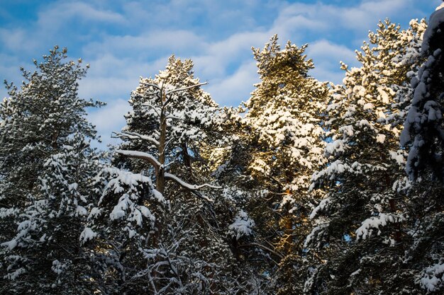 Varios pinos en un día de nieve en Rusia