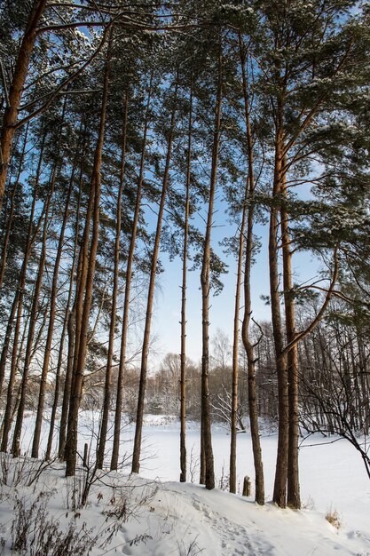 Varios pinos en un día de nieve en Rusia