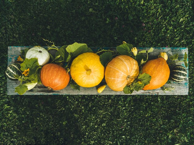 Varios tipos de calabazas decorativas sobre un fondo oscuro