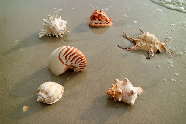 Vários tipos de belas conchas naturais na praia de areia molhada