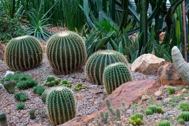 Vários tipos de cactos na casa de vidro