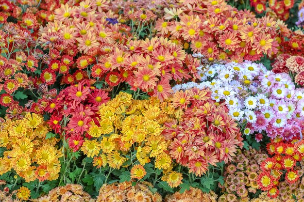 Vários tipos de flores coloridas fantasia, gypso, flor de benjamas