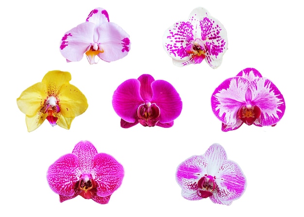 Vários tipos de flores de orquídea dendrobium