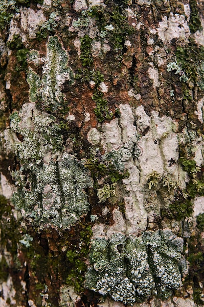 Foto vários tipos de musgos e líquenes na casca da árvore