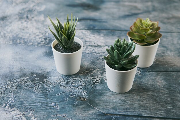 Vários tipos de plantas suculentas echeveria havortia em vasos de barro, decoração de casa moderna escandinava
