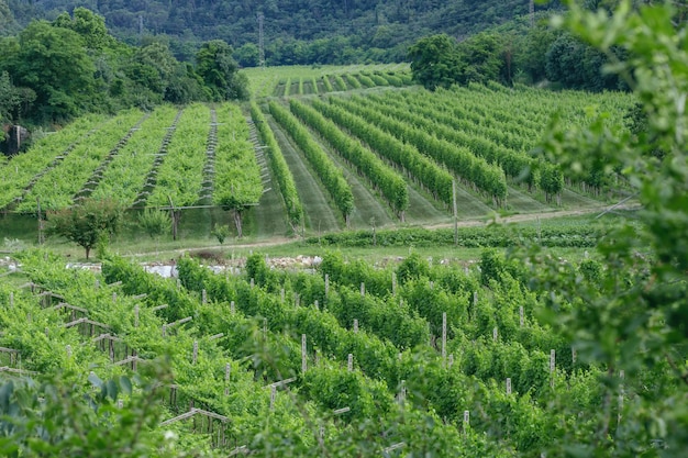 Vários tipos de vinhas em um terreno montanhoso