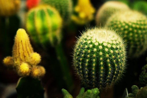 Varios tipos de macetas de cactus verdes en la tienda.