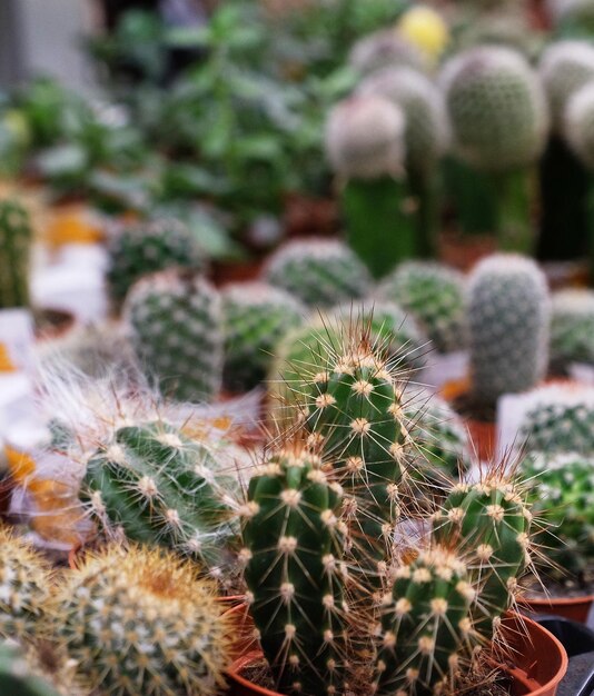 Varios tipos de macetas de cactus verdes en la tienda.