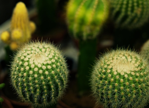 Varios tipos de macetas de cactus verdes en la tienda.