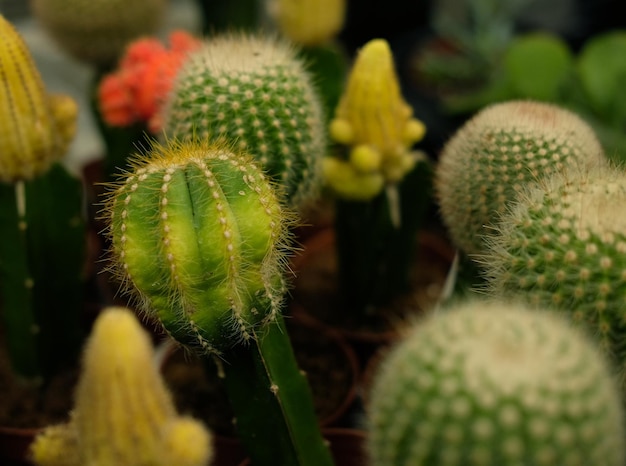 Varios tipos de macetas de cactus verdes en la tienda.