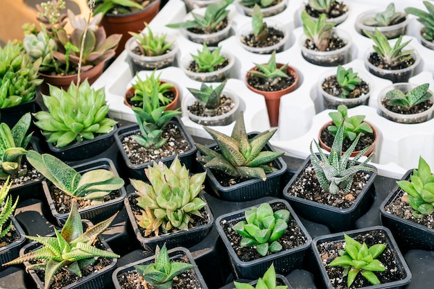 Varios tipos de macetas suculentas: echeveria, sempervivum, plantas con flores para el comercio.