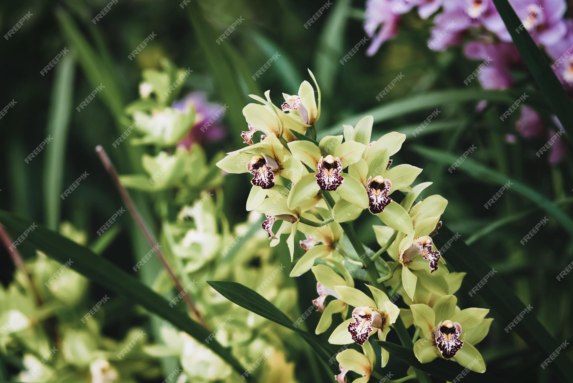 Varios tipos de orquídeas cymbidium que florecen en el jardín de orquídeas  | Foto Premium