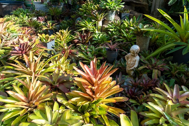 Foto varios tipos de plantas de bromelias en el jardín