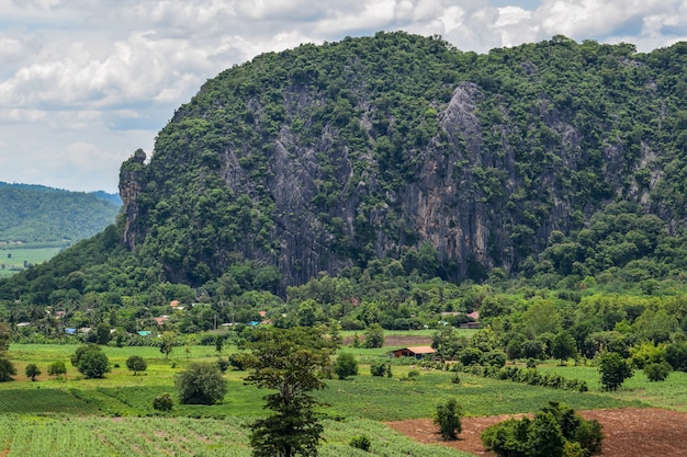 Varios tipos de plantas forestales en los acantilados, montañas y bosques de piedra caliza, paisaje y naturaleza, hábitat de vida silvestre