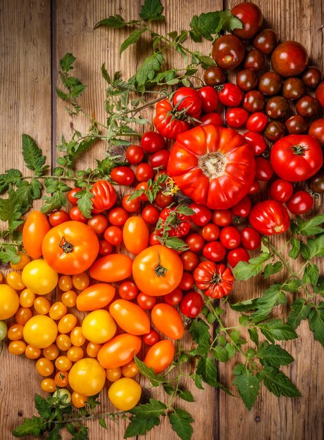 Vários tomates orgânicos