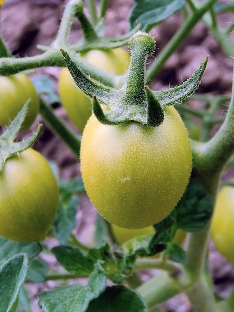 Varios tomates verdes inmaduros crecen en un primer plano de arbusto