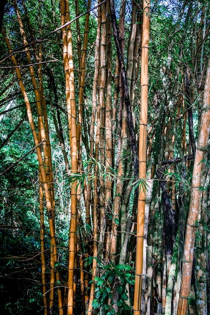 Varios troncos de bambú con hojas verdes en medio de la selva.