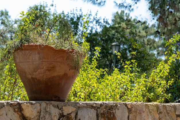 Vase, die auf Steinmauer steht