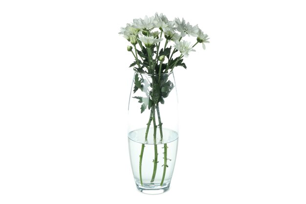 Vase mit weißen Chrysanthemen auf weißem Hintergrund.