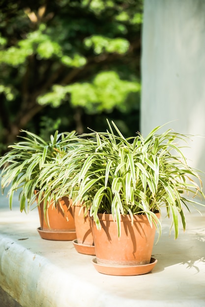 Vase Pflanze mit Terrasse im Freien