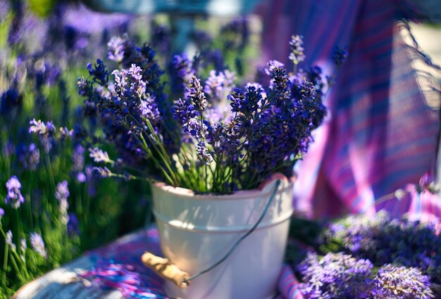 Vaso branco com buquê de lavanda na cadeira vintage, no fundo do campo de lavanda