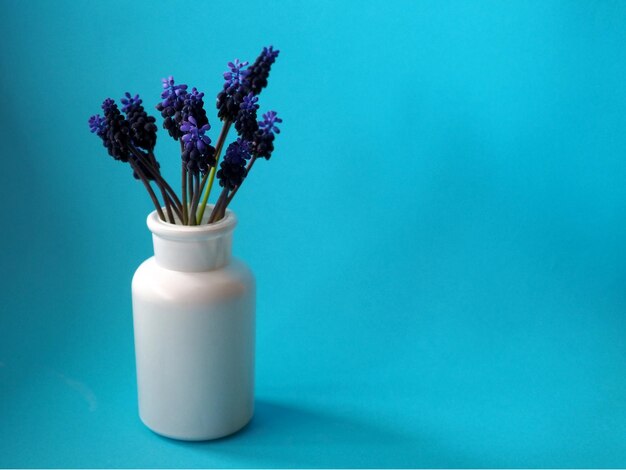 Vaso branco com flores roxas isoladas em fundo azul