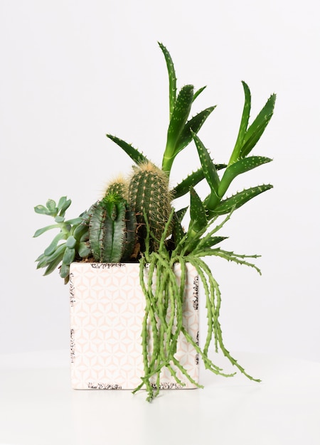 Foto vaso com plantas suculentas mistas