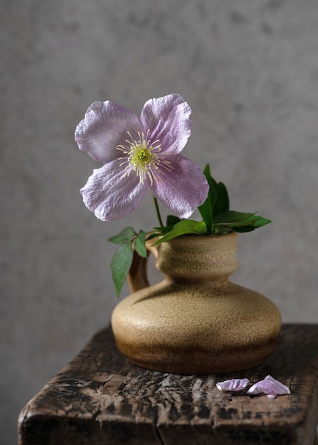 Vaso de cerâmica com uma linda flor rosa de clematite em um fundo de madeira rústico