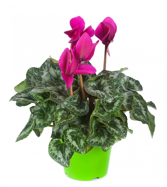 Vaso de Cyclamen