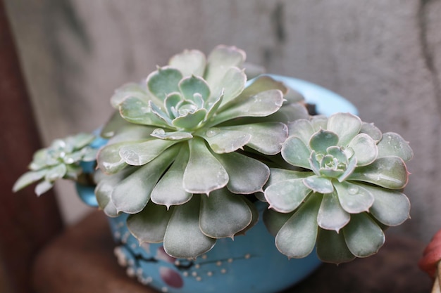 vaso de flor de lótus de pedra