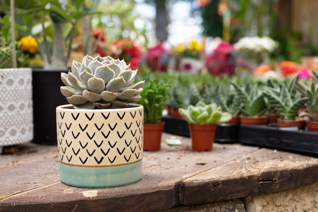 Vaso de flores com cactos na loja de plantas