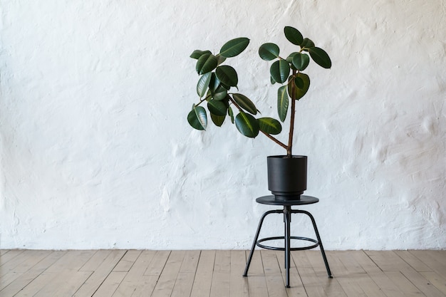 Vaso de flores com pé de árvore ficus no chão no fundo da parede de tijolo branco, copie o espaço