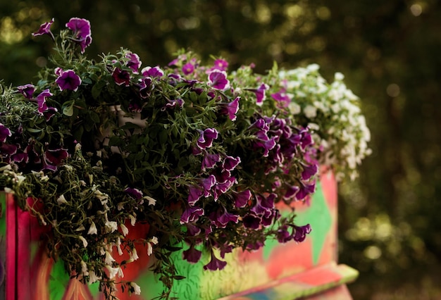 Vaso de flores de verão no pátio do jardim. Pátio exterior elementos de decoração. Decoração de rua. Plantas na cidade. Foto de alta qualidade