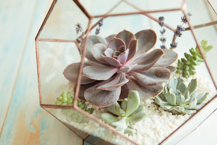 Foto vaso de flores de vidro, forma de um dodecaedro com echeveria e aloe