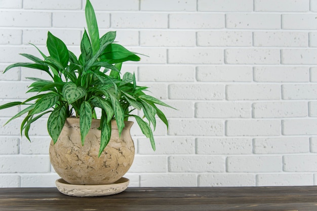 vaso de flores verde na superfície da madeira contra a parede de tijolos