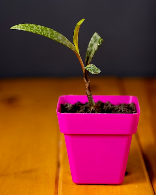 Foto vaso de planta