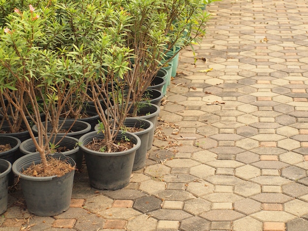 Foto vaso de plantas