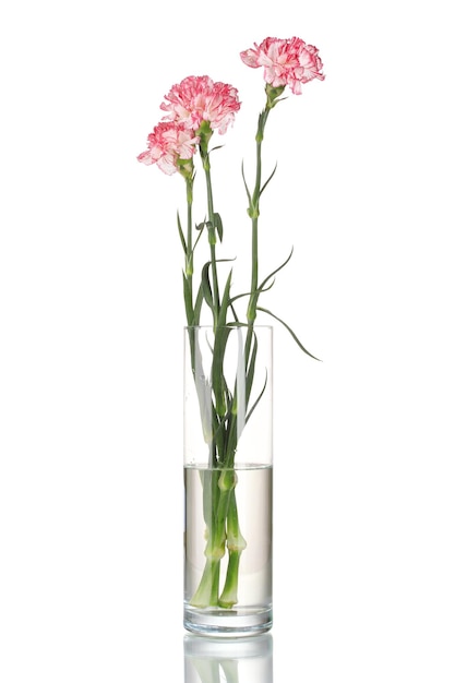 Vaso transparente de lindos cravos isolado no branco
