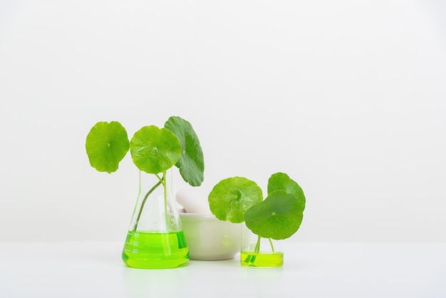 Un vaso de vidrio que contiene agua y Centella asiatica decorado con