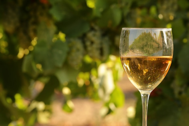 Vaso con vino blanco en viñedo en mesa antigua