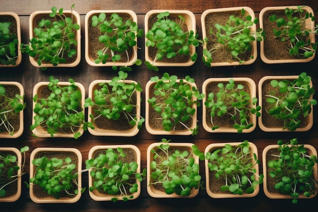 Vasos com microgreens em cima de uma mesa de madeira, vista IA generativa