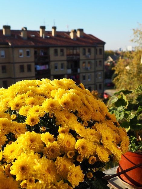 Foto vasos de crisântemos amarelos de gerânios e aipo no peitoril da janela do lado de fora da janela cultivo de flores na varanda e no peitoril da janela floricultura interna como hobby