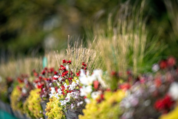 Vasos de flores decorativos com flores no fundo da cidade desfocado com espaço de cópia fechado