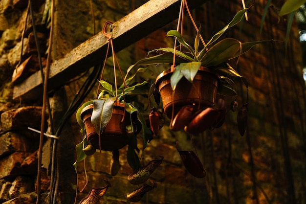 Vasos de flores pendurados com plantas na estufa do jardim botânico Foto de alta qualidade