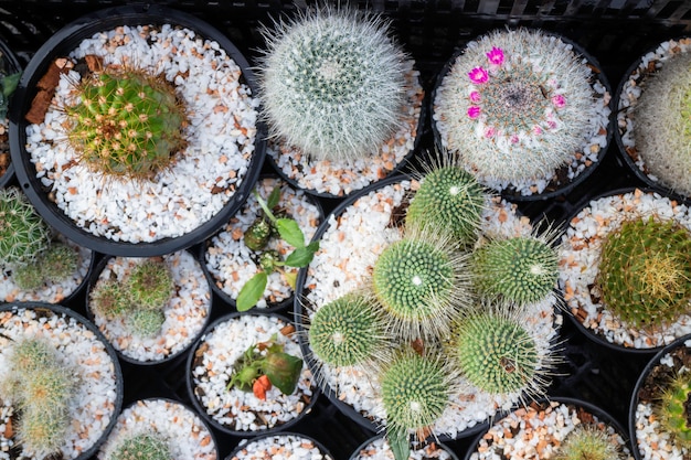 Vasos de plantas de cactos nas vitrines