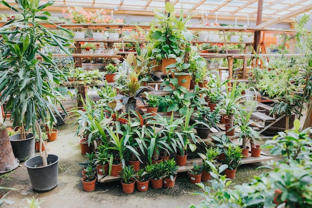 Vasos de plantas e árvores crescendo em uma estufa